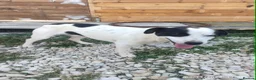 Mixed Breed dogs for adoption: Marco 10 months Macedonian rescue  - Advert 2