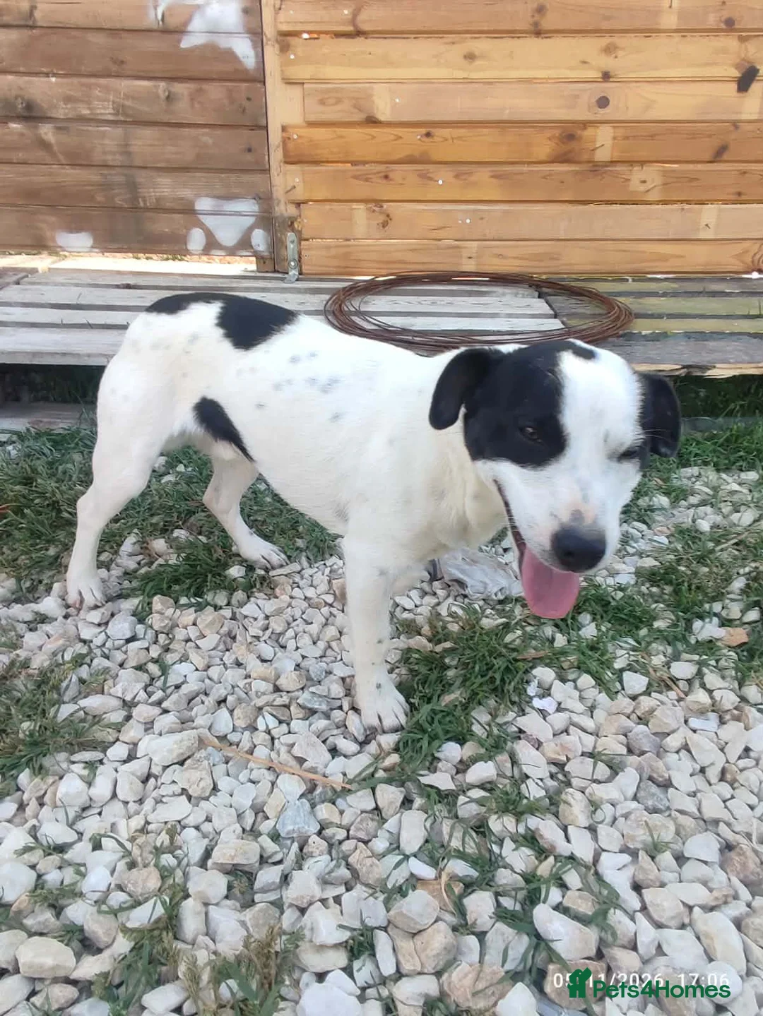 Mixed Breed dogs for adoption: Marco 10 months Macedonian rescue  - Advert 2