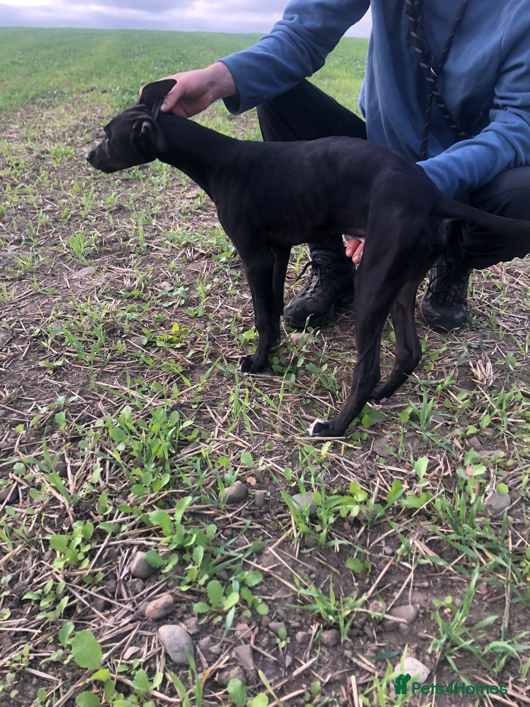 Mixed Breed dogs for sale: Big Ben  - Image 4