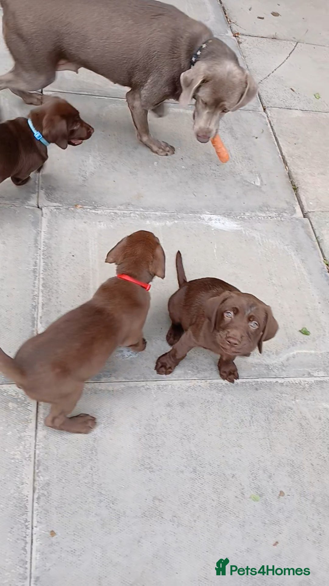 Labrador Retriever dogs for sale: Champain/chocolate puppys - Image 23