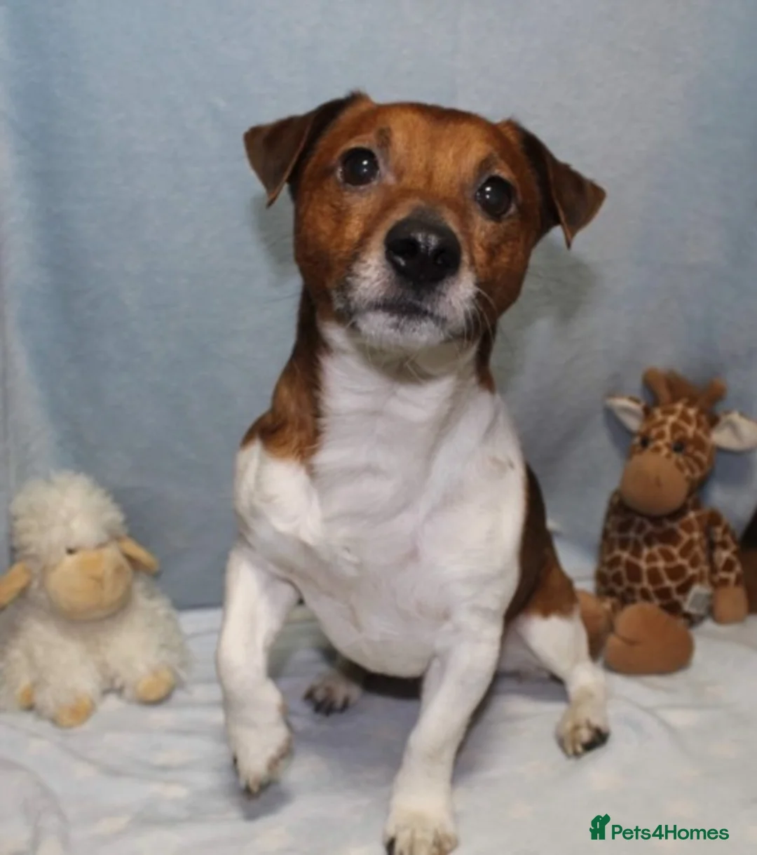 Jack Russell dogs for stud: STUNNING JACK RUSSEL STUD in Mauchline - Advert 3
