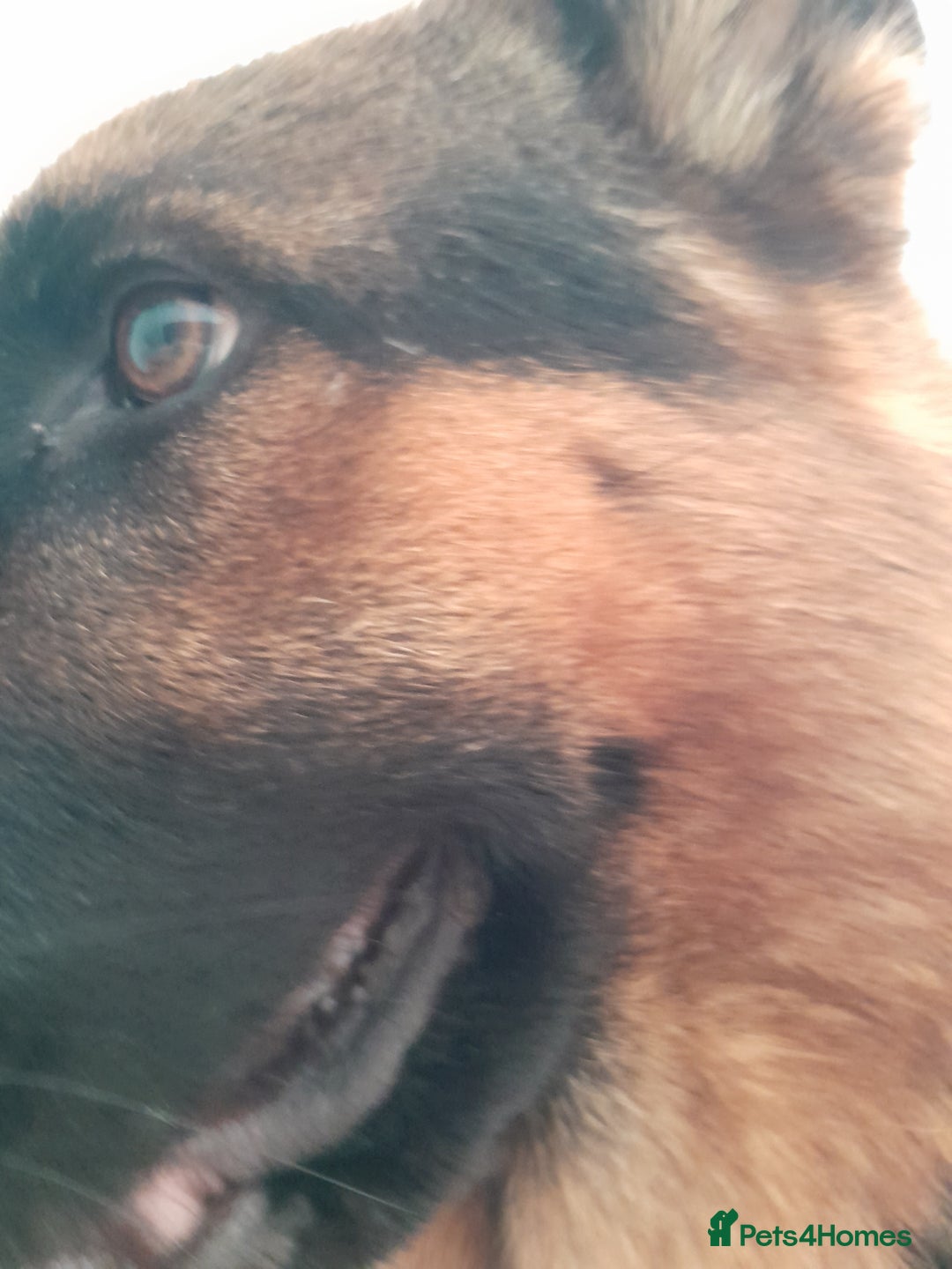 German Shepherd dogs for sale: Indie - Advert 6