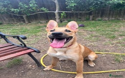 Mixed Breed dogs for sale: 3 males available  - Image 7