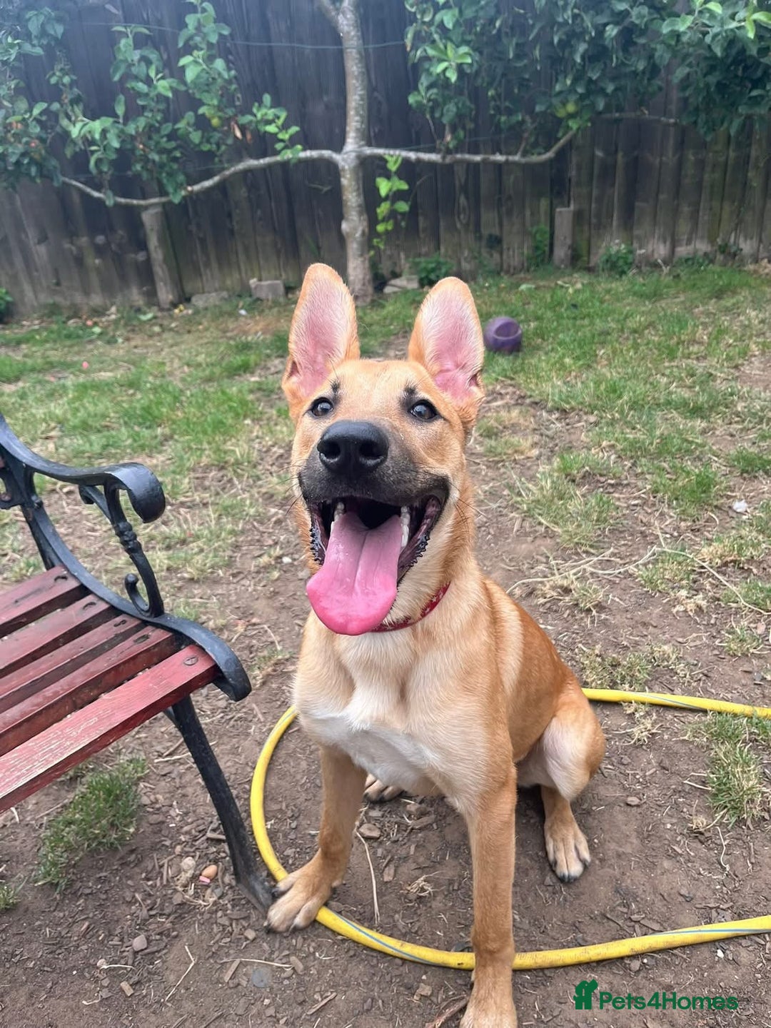 Mixed Breed dogs for sale: 3 males available  - Image 7