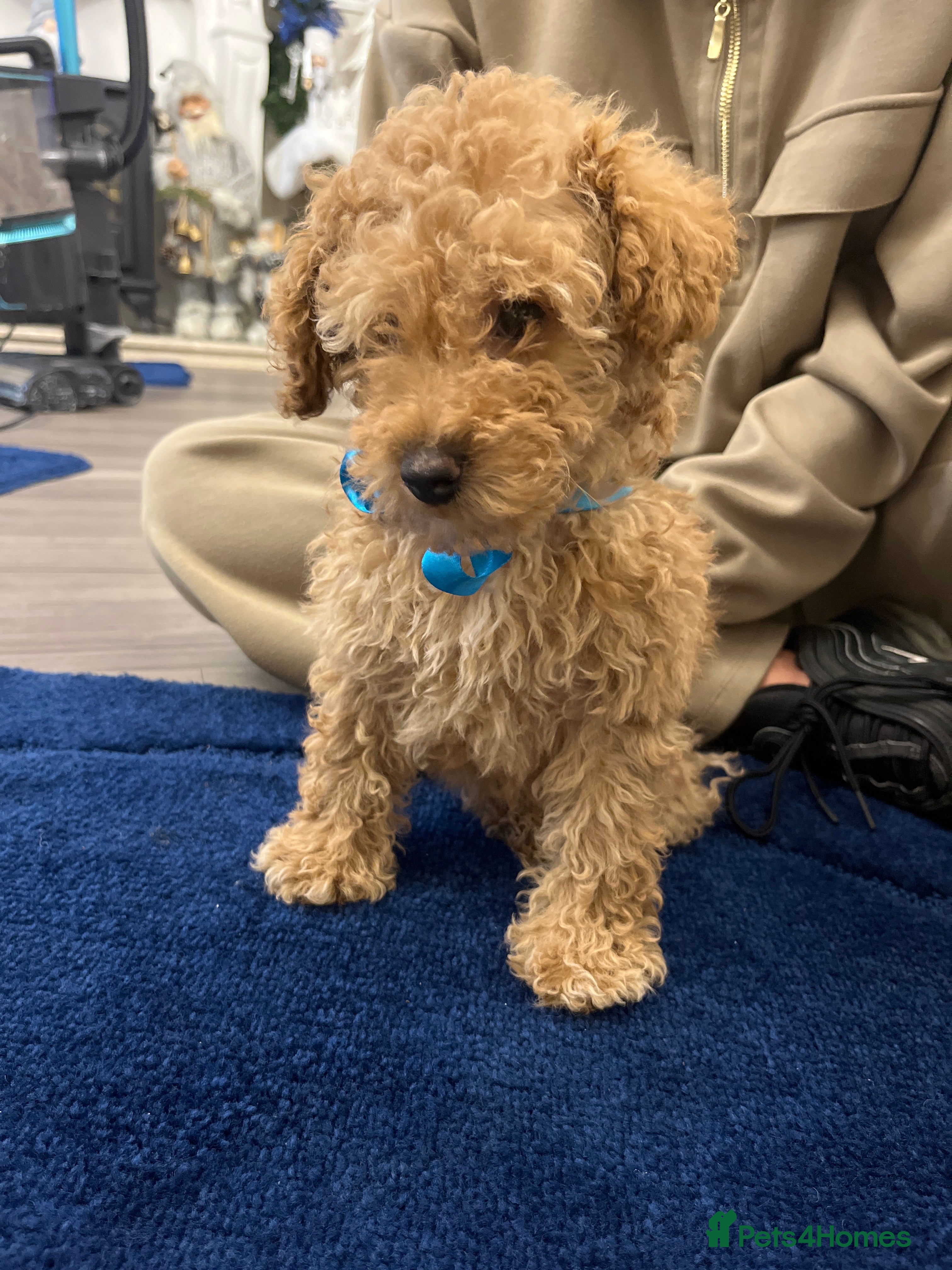 Miniature Poodle dogs three beautiful miniature poodles🤍🤍 - Advert 2