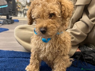 Miniature Poodle dogs three beautiful miniature poodles🤍🤍 - Advert 12