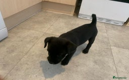 Patterjack dogs for sale: Outstanding litter of patterjack puppys for sales  - Image 5