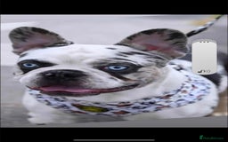 French Bulldog dogs for stud: Koi frenchie carrying fluffy and rojo - Advert 2