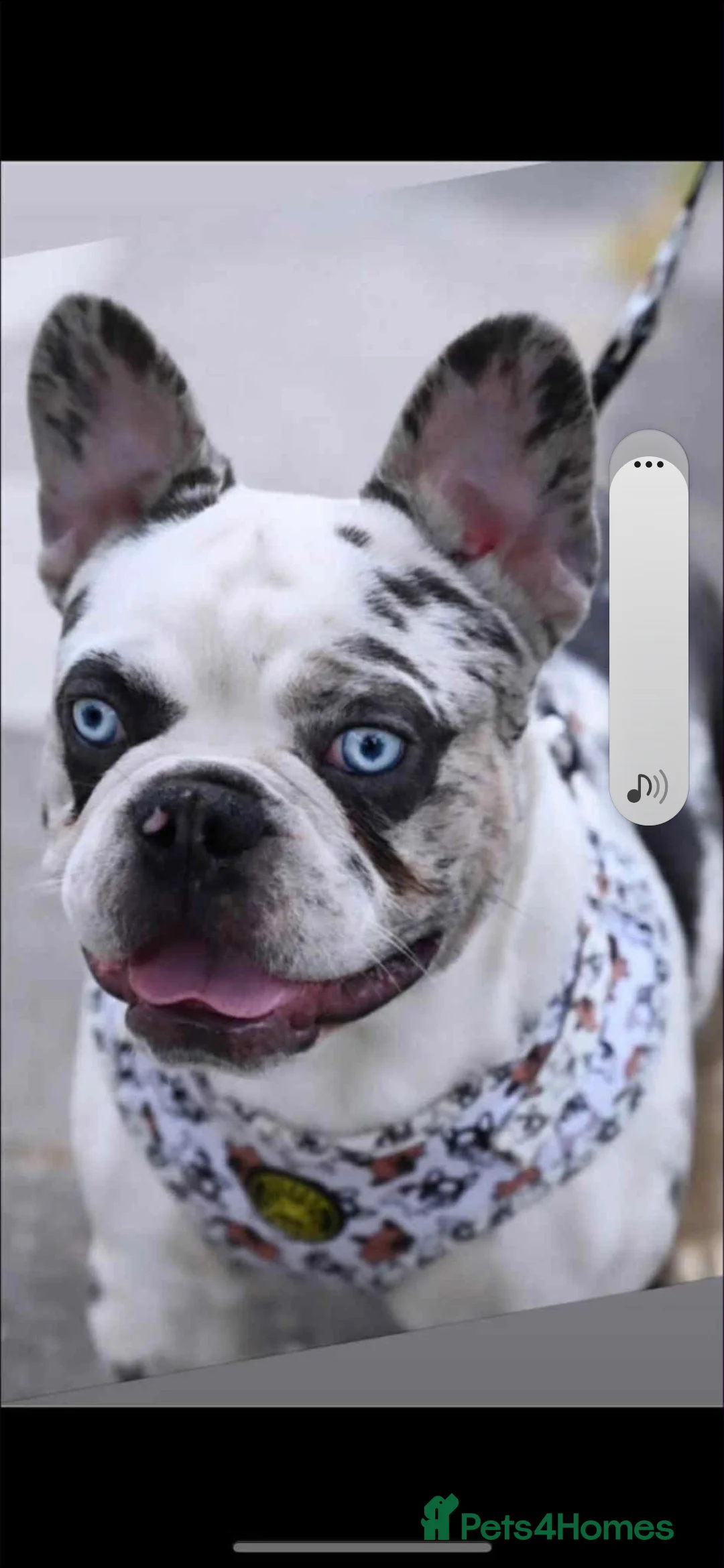 French Bulldog dogs for stud: Koi frenchie carrying fluffy and rojo - Advert 2