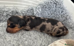 Miniature Dachshund dogs for sale: 🐾Stunning Miniature Dachshunds🐾🤩 - Image 9