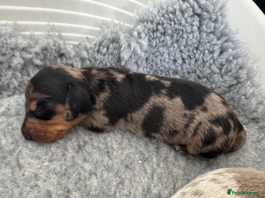 Miniature Dachshund dogs for sale: 🐾Stunning Miniature Dachshunds🐾🤩 - Image 9