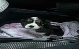 Cavalier King Charles Spaniel dogs for sale: king charles cavalier  - Image 12