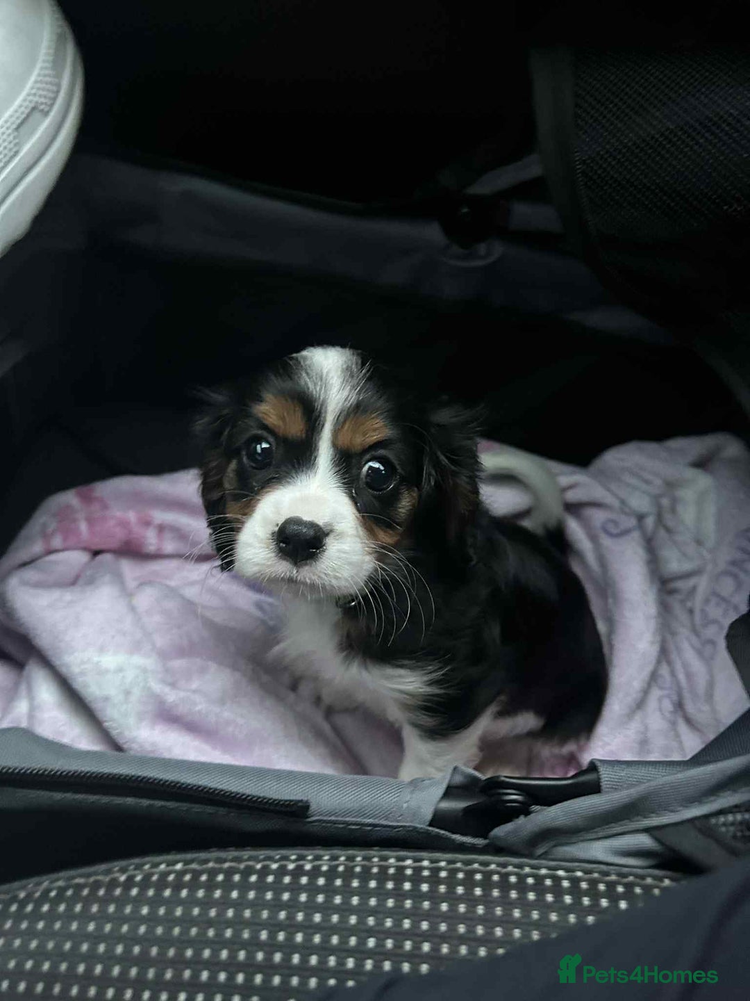 Cavalier King Charles Spaniel dogs for sale: king charles cavalier  - Image 12