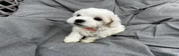 Maltese dogs for sale: >>PUREBRED BEAUTIFULLY MALTESE PUPPIES<< - Advert 14