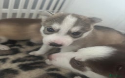 Siberian Husky dogs for sale: Siberian huskies  for sale  - Image 36