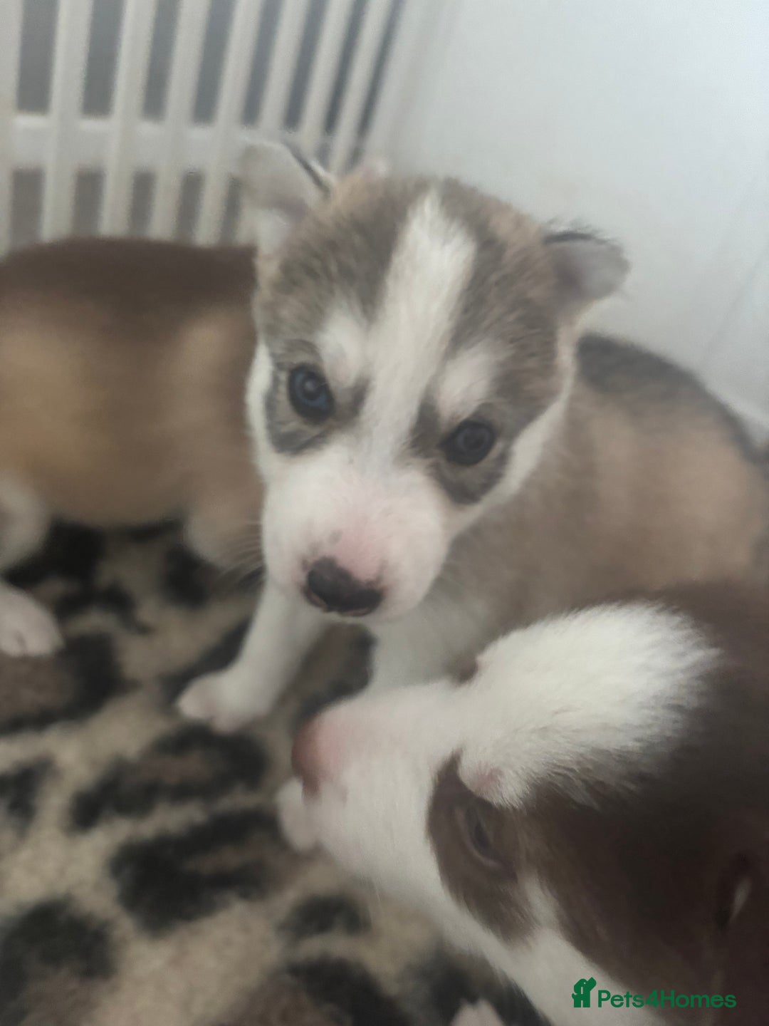 Siberian Husky dogs for sale: Siberian huskies  for sale  - Image 36
