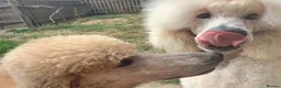 Standard Poodle dogs for stud: KC Cream Standard Poodle Stud  - Advert 9