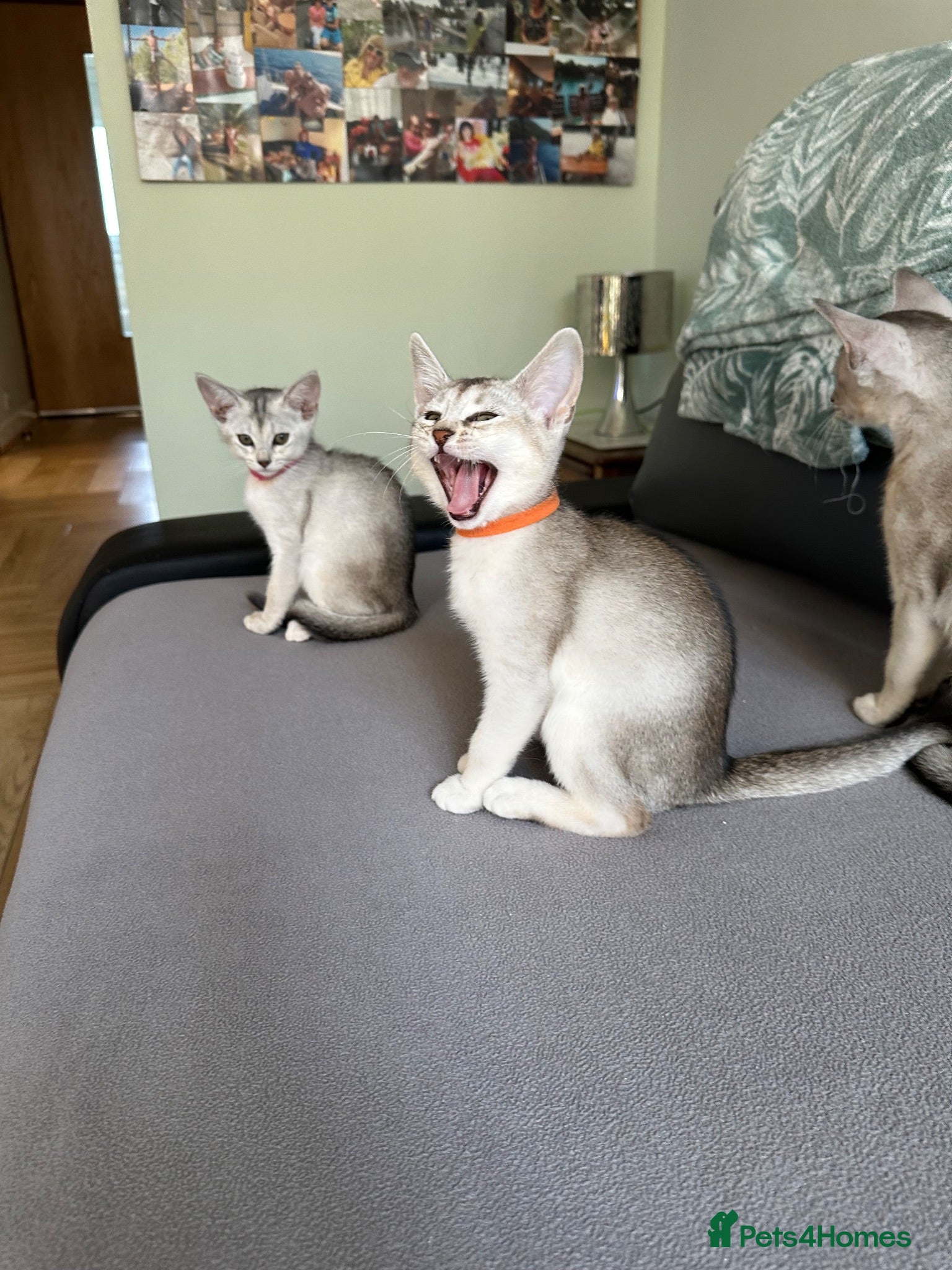 Abyssinian cats Silver Abyssinian kittens  - Advert 14