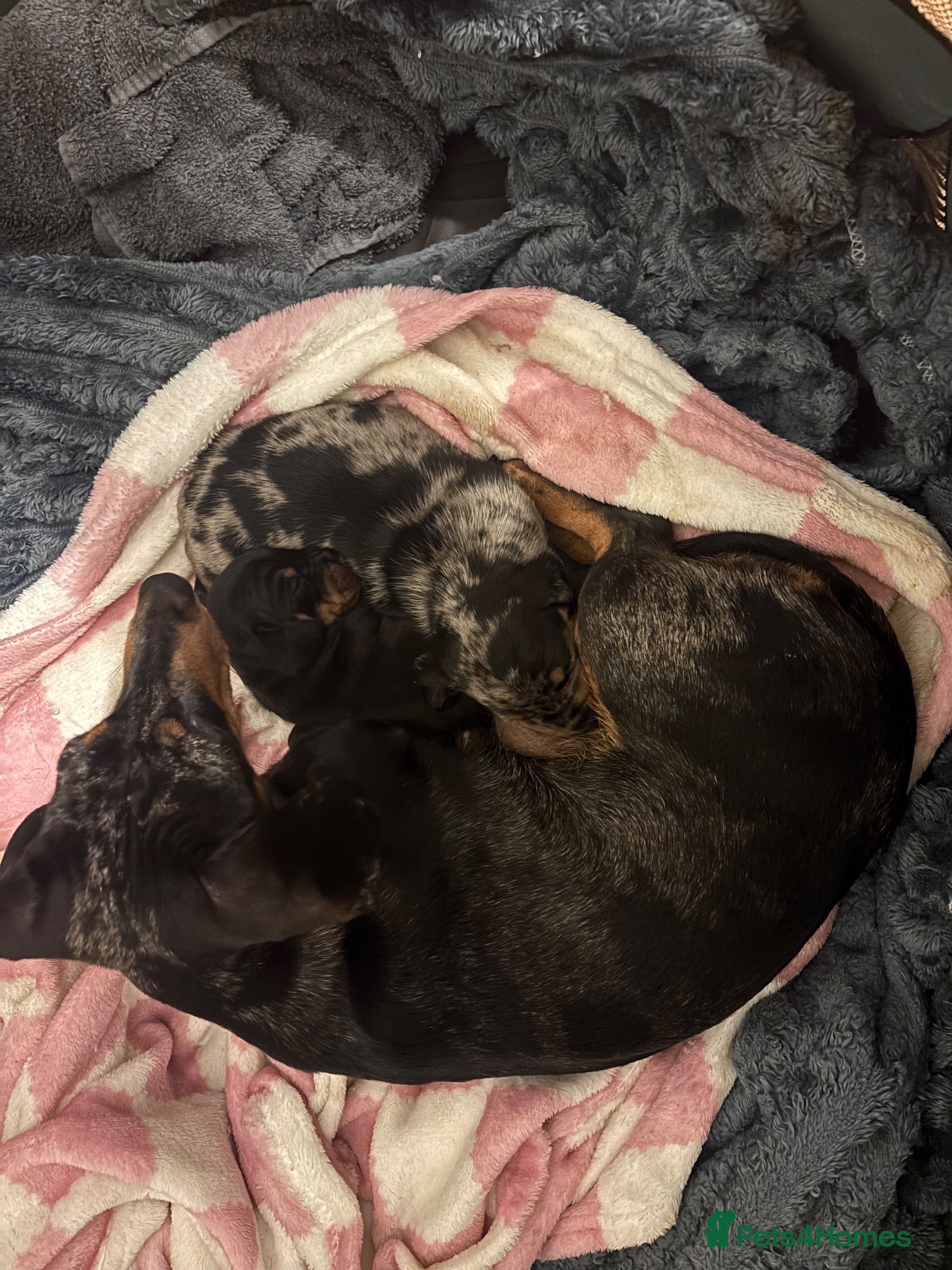 Miniature Dachshund dogs Little boy and little girl available  - Advert 10