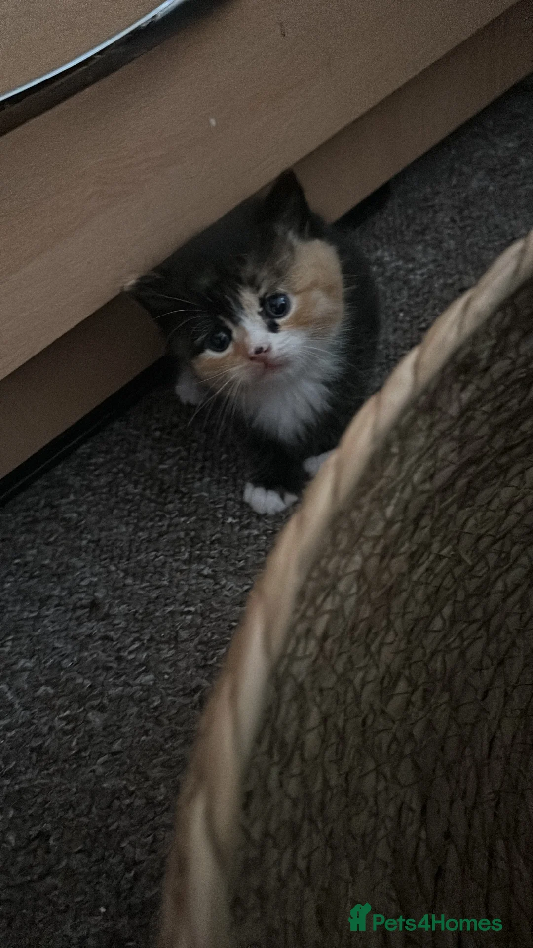 Domestic Shorthair cats for sale: Tuxedo Mum & 6 kittens home needed foster or 4ever - Advert 2