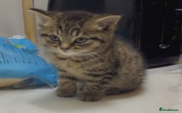 Toyger cats for sale: Cute kitten for sale  - Image 3