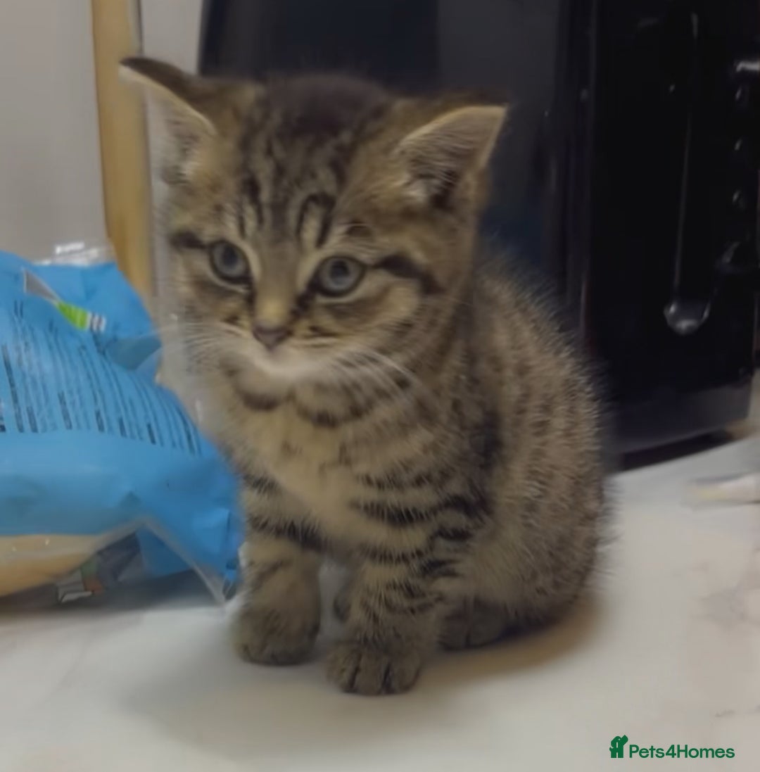 Toyger cats for sale: Cute kitten for sale  - Image 3