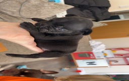 French Bulldog dogs for sale: 2 French bull dog puppies  - Image 5