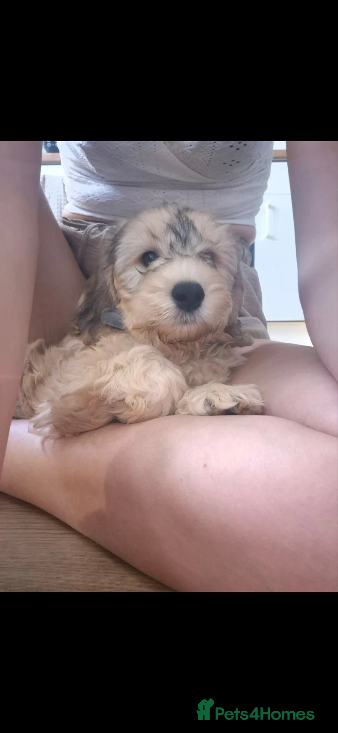 Cockapoo dogs for sale: F2 cockapoo girl called nyla in Southampton - Advert 2