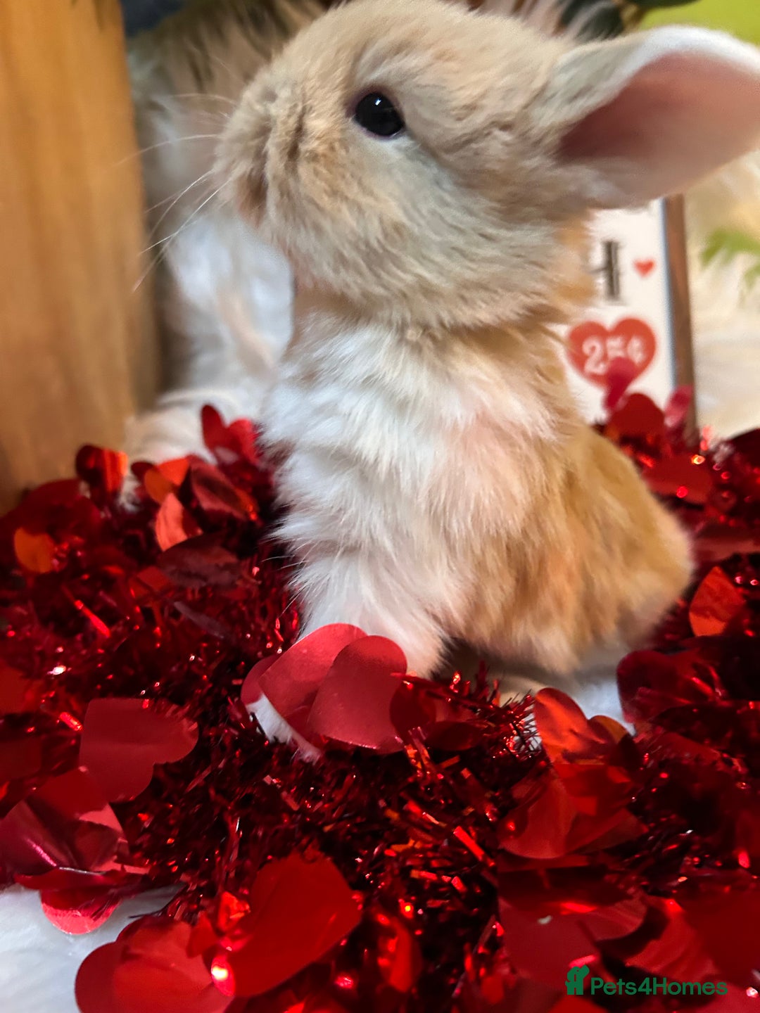 Mini Lop rabbits for sale: 🌼Mini lop Girls 🌼 - Advert 1