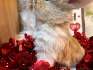 Mini Lop rabbits 🌼Mini lop Girls 🌼 - Advert 7