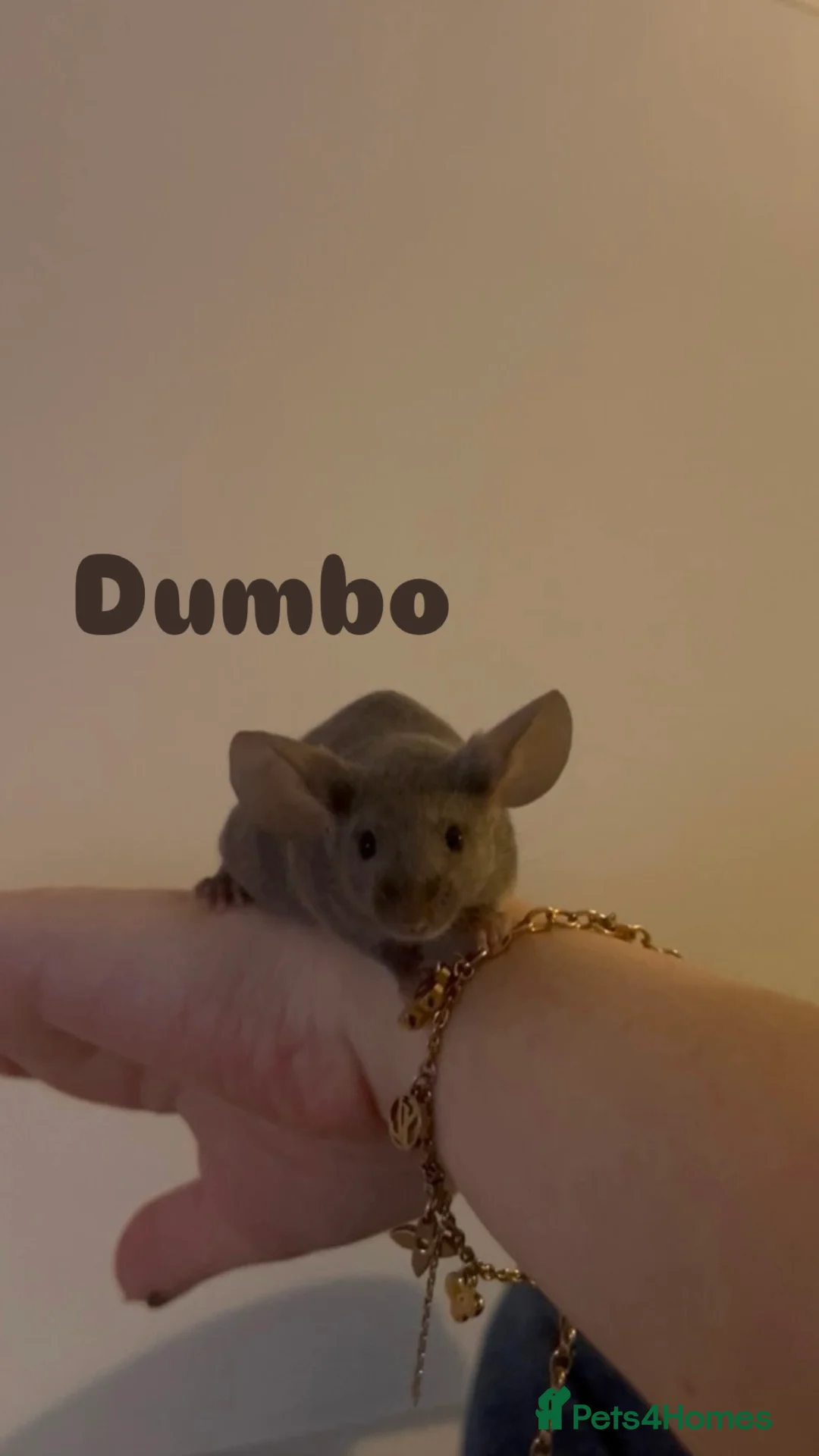 Mouse rodents for sale: Female mice for homes. ⭐️ - Advert 2