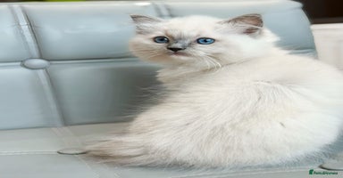 Ragdoll cats DNA Tested TICA registered Ragdoll Kittens Female  - Advert 10