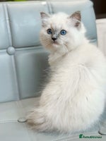 Ragdoll cats DNA Tested TICA registered Ragdoll Kittens Female - Advert 10