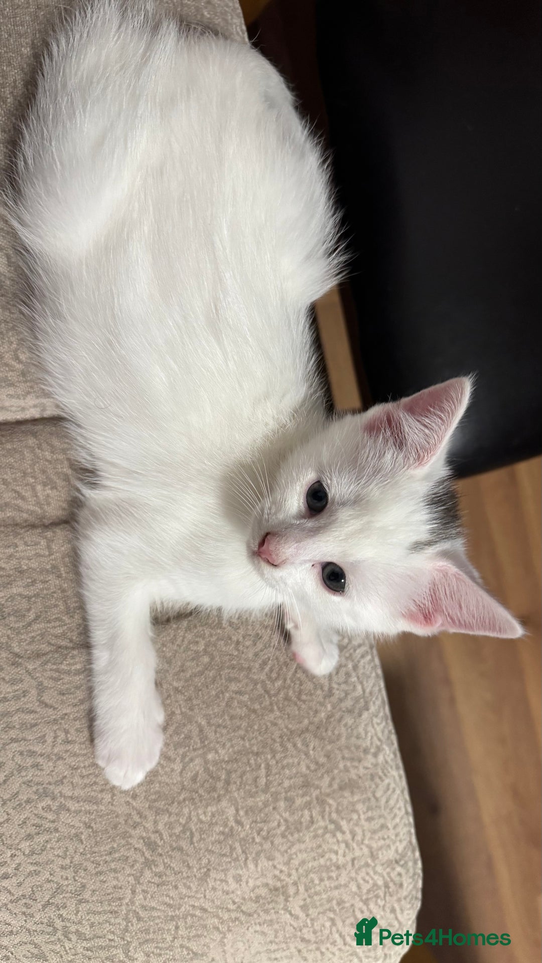 Mixed Breed cats for sale: Kittens looking for forever home - Advert 7