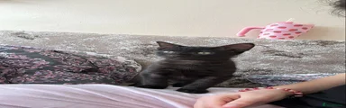 Russian Blue 3