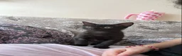 Russian Blue cats for sale: Fluffy black kittens  - Advert 5