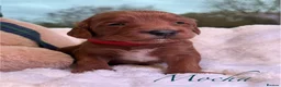Australian Labradoodle dogs for sale: ✨WALA superior Australian labradoodle list✨  - Advert 3