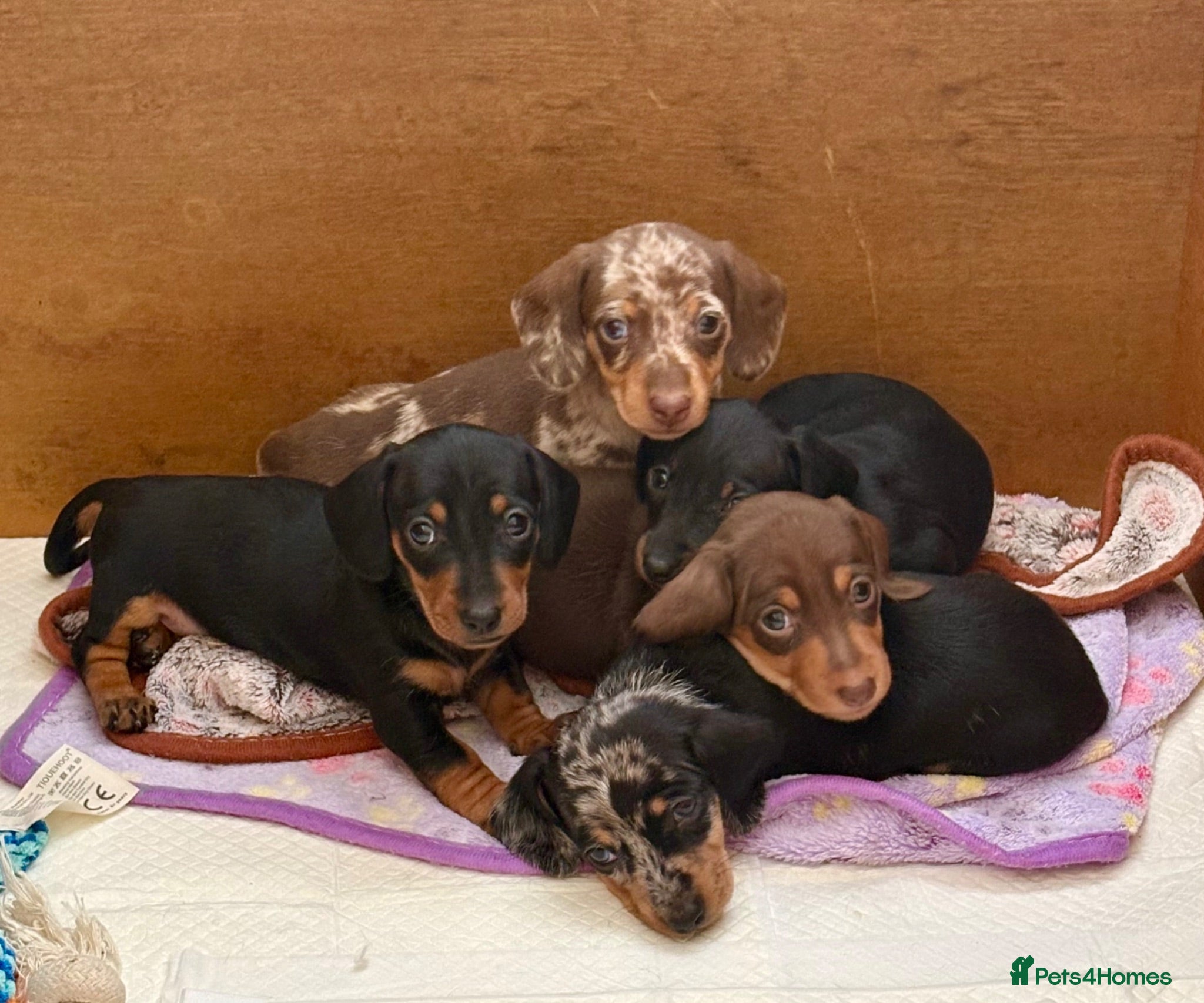 Dachshund dogs Beautiful dachshund puppies - Advert 17