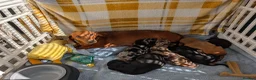 Dachshund dogs for sale: LET DOWN ON LAST PUPPY DACHSHUND  - Advert 12