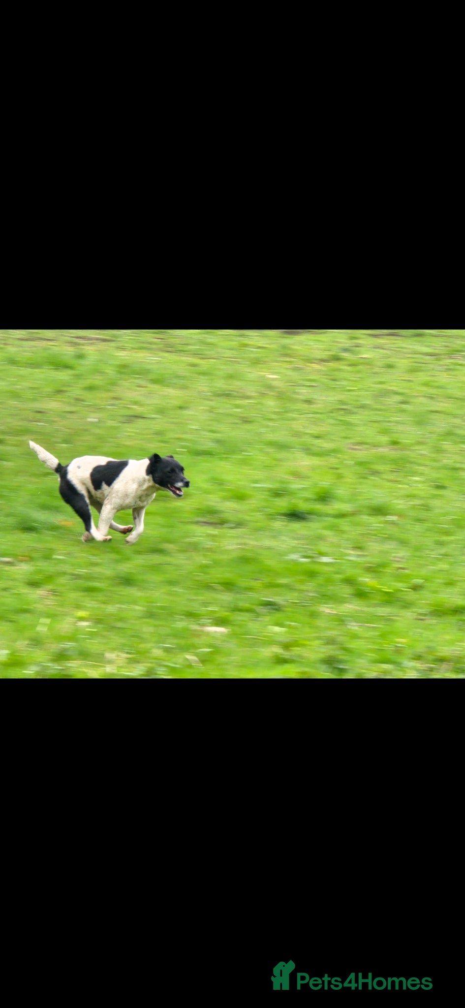 Patterjack dogs Patterjack female - Advert 1