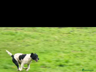 Patterjack dogs Patterjack female - Advert 12