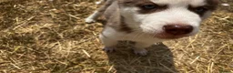 Siberian Husky dogs for sale: Beautiful Purebred Red Siberian Husky Girls - Advert 14