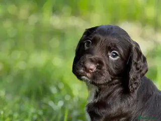 Cocker Spaniel dogs Working cockers spaniel - Advert 17