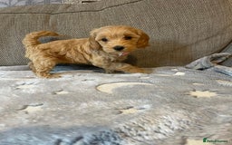 Cockapoo dogs for sale: Cockapoo puppies  - Image 5