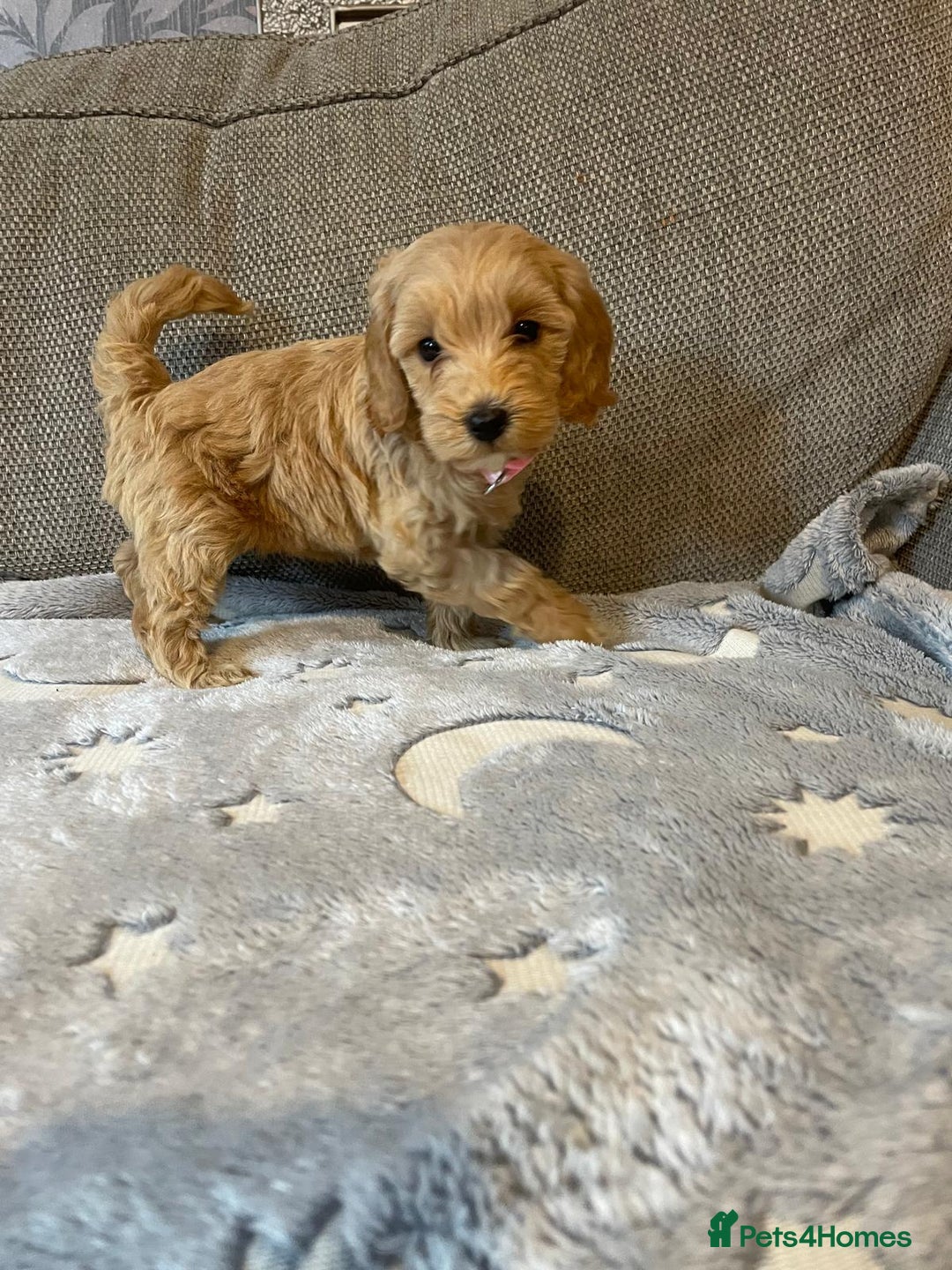 Cockapoo dogs for sale: Cockapoo puppies  - Image 5
