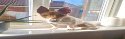 Mixed Breed dogs for adoption: 🐾 Meet Jake – A Happy, Bouncy Young Terrier! 🐾 in Northallerton - Advert 6