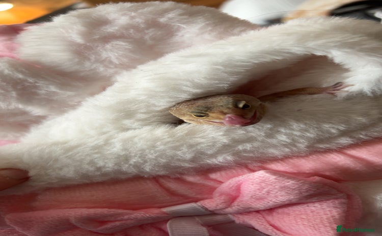 Leopard Gecko reptiles - Advert 8