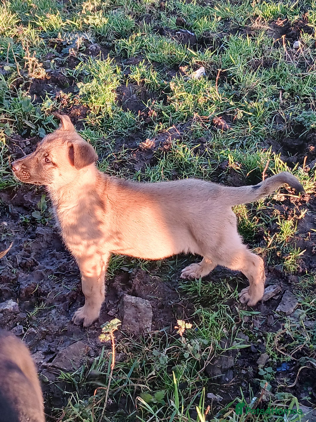 Mixed Breed dogs for sale: Belgium Malinois x  - Advert 3