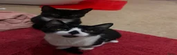 Bombay cats for sale: 2 tuxedo gorgeous brothers! ♥️ - Advert 9