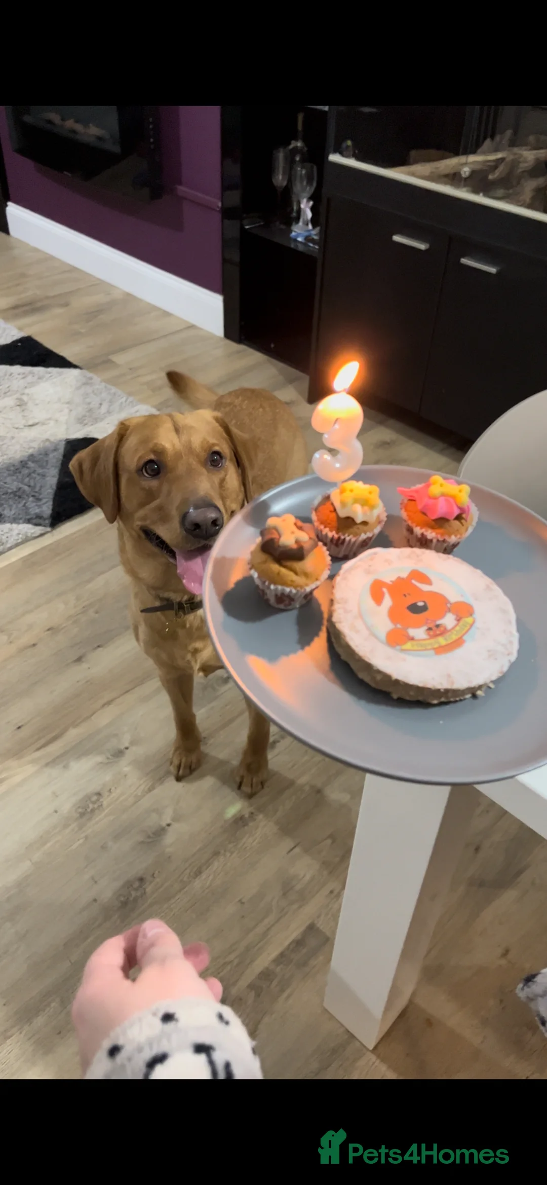 Labrador Retriever dogs for sale: Labrador Retriever  in Colchester - Advert 2